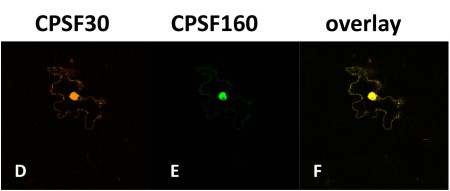 Co-expressing CPSF30 with CPSF160 changes the distribution of CPSF30.
